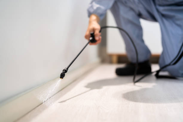 Licensed Wasp Removal service in Wamac, IL - Show Me Pest Control